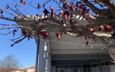 Tudo a postos: Árvores da Vilarinha já têm luzes