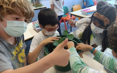 As plantas do 2ºA