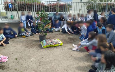 Dia da Árvore: As 2 novas camélias da Vilarinha