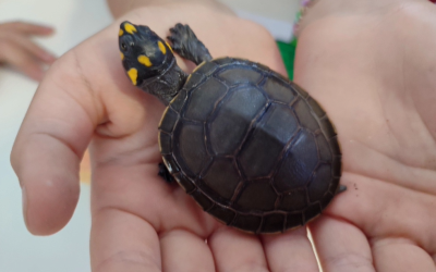 A tartaruga Pintinhas do 2ºB