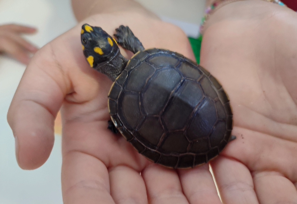 A tartaruga Pintinhas do 2ºB